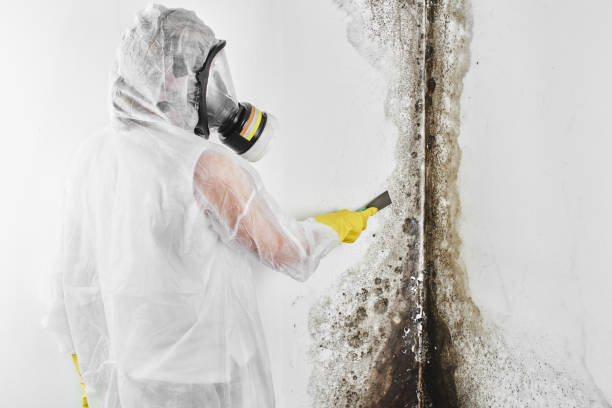 Best HVAC Mold Remediation in Seven Points, TX