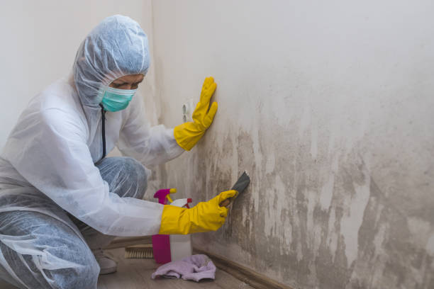 Best Bathroom Mold Remediation in Seven Points, TX