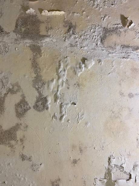 Best Basement Mold Remediation in Seven Points, TX