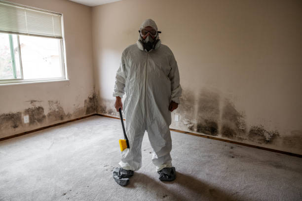 Best Attic Mold Remediation in Seven Points, TX
