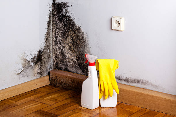 Best Residential Mold Remediation in Seven Points, TX