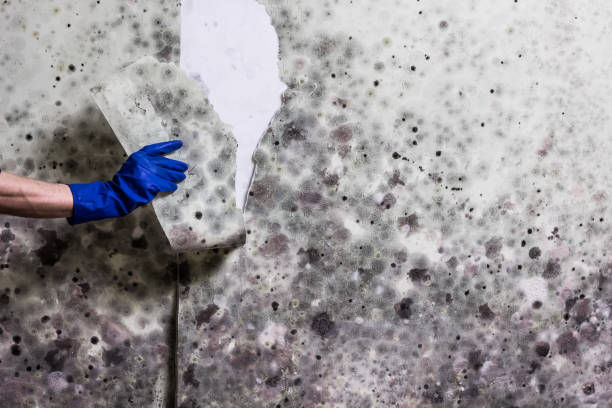 Professional Mold Remediation in Seven Points, TX