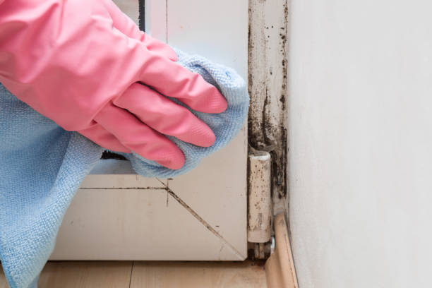 Best Attic Mold Remediation in Seven Points, TX